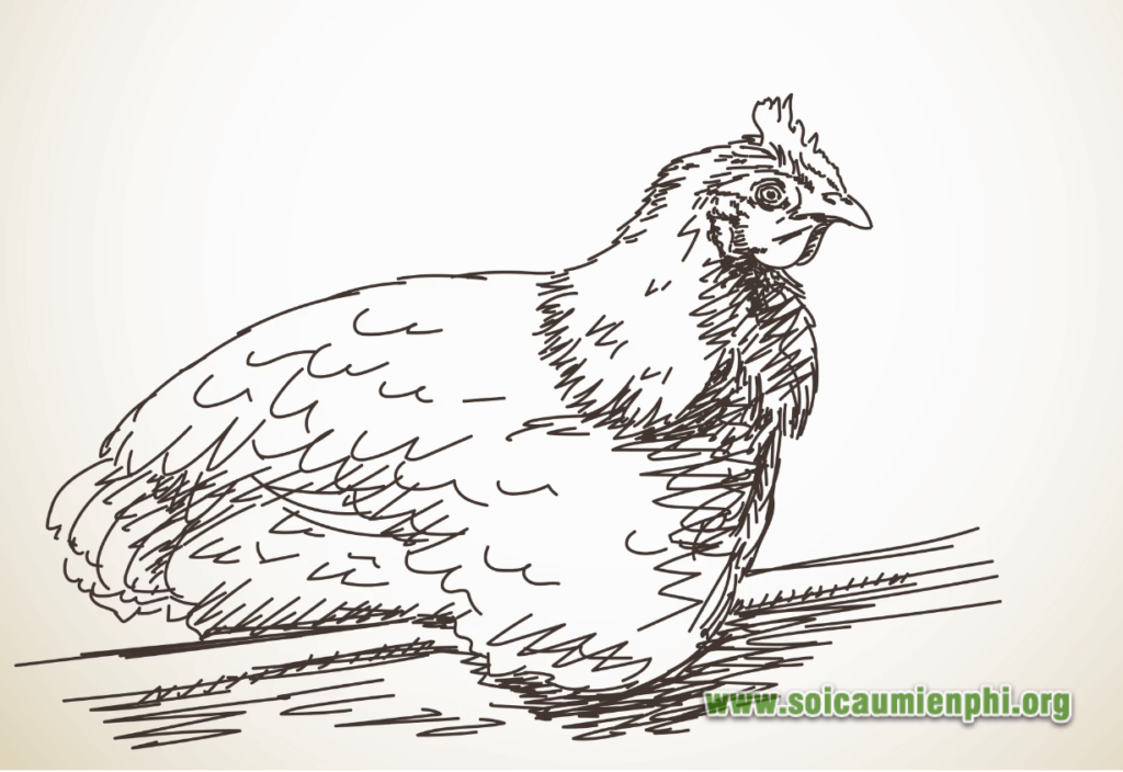 Nằm mơ thấy gà mái