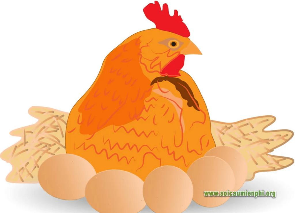 Mơ thấy gà mái điềm báo như thế nào ?