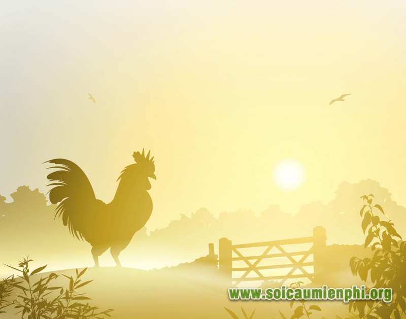 Những điềm báo từ giấc mơ thấy gà trống
