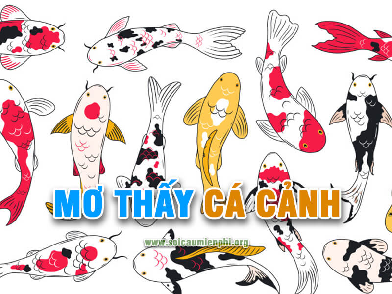 Mơ thấy cá cảnh đánh lô đề số nào rực rỡ chiến thắng