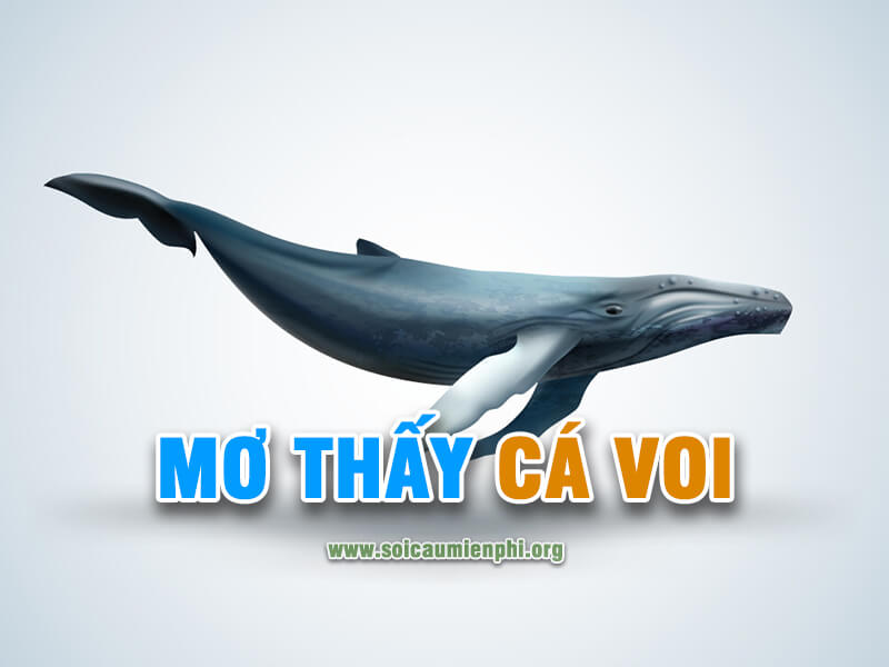 Mơ thấy cá voi đánh lô đề số nào ?