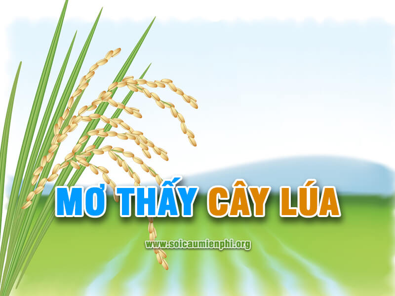 Mơ thấy cây lúa đánh lô đề số nào ?