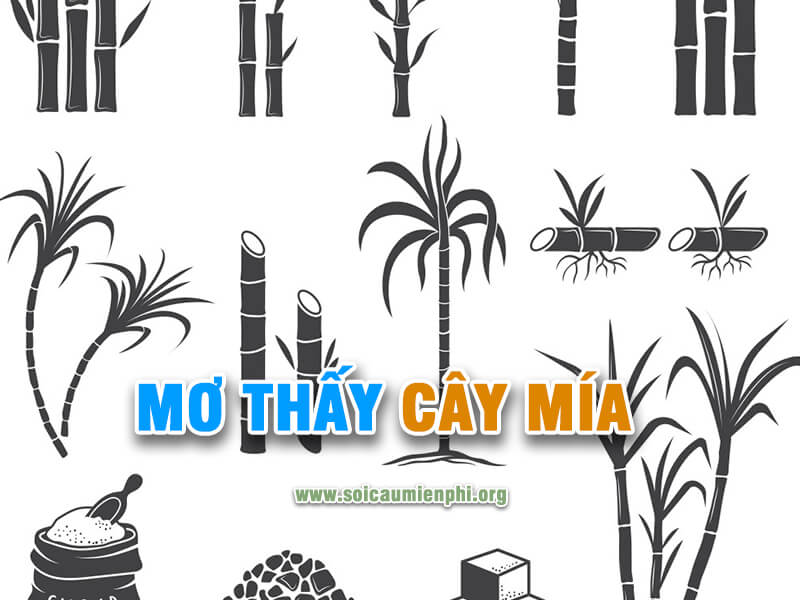 Mơ thấy cây mía chơi lô đề số nào may mắn #1