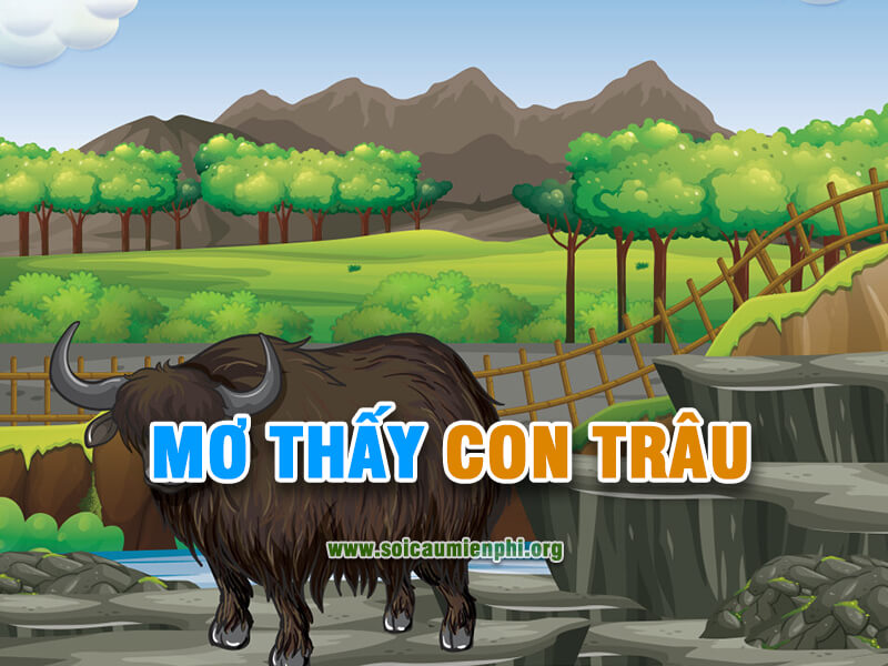Mơ thấy con trâu đánh số nào ?