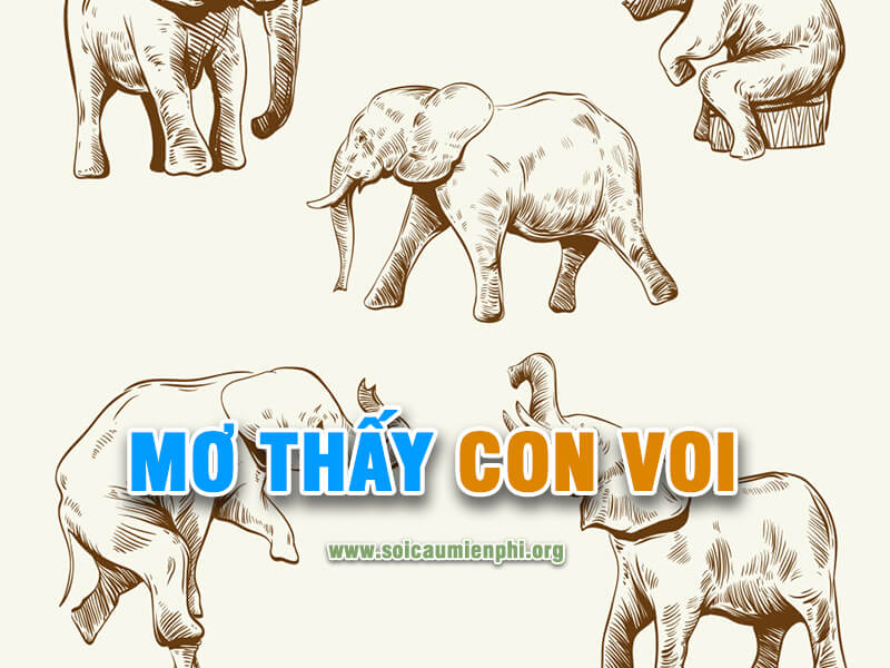Mơ thấy con voi chơi lô đề con gì chính xác nhất
