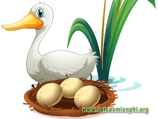 Chiêm bao thấy trứng vịt bị vỡ