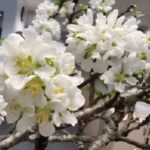 Thanh Nguyễn@