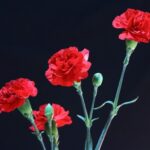 Lanlinh76