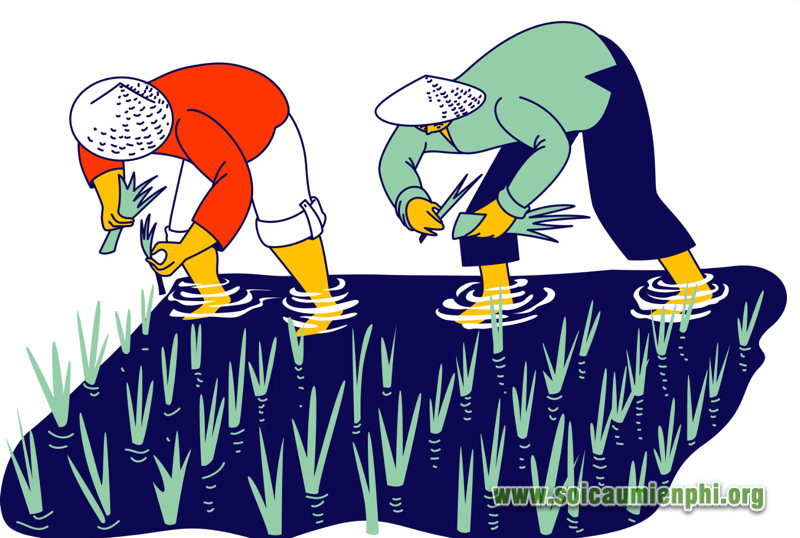 Mơ thấy cây lúa điềm báo như thế nào ?